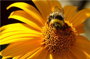 Crown Estate green roof initiative attracts wildlife to London's West End