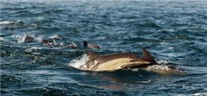 WWF report issues “wake up call” to businesses over “alarming” biodiversity loss