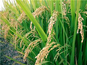 Switching to a sustainable diet is key to ending world hunger