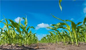 Food security: crop failures set to intensify due to climate change