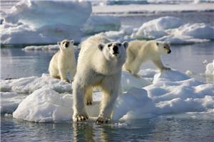 Communicating climate change: why pictures of polar bears don't cut it anymore