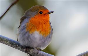 Britain votes: "lively" territorial robin named country's national bird