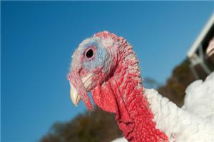 £25 million biomass rollout underway at Bernard Matthews turkey farms